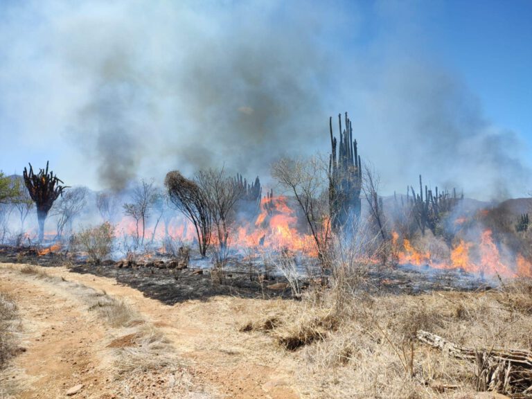 Un nuevo incendio de pastizales en Álamos